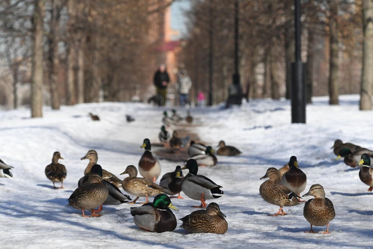 Утки зимой в москве