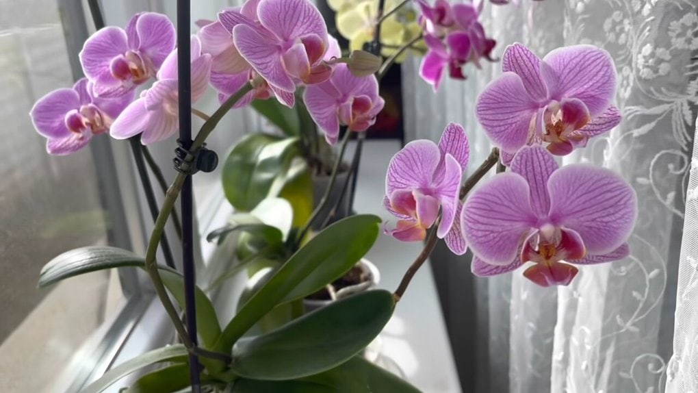Natürliche Düngemittel sind das, was uns die Natur bietet. Mit ihrer Hilfe können Sie die natürlichen Funktionen des Bodens verbessern, die Pflanze stärken und für eine üppige Blüte sorgen.-5
