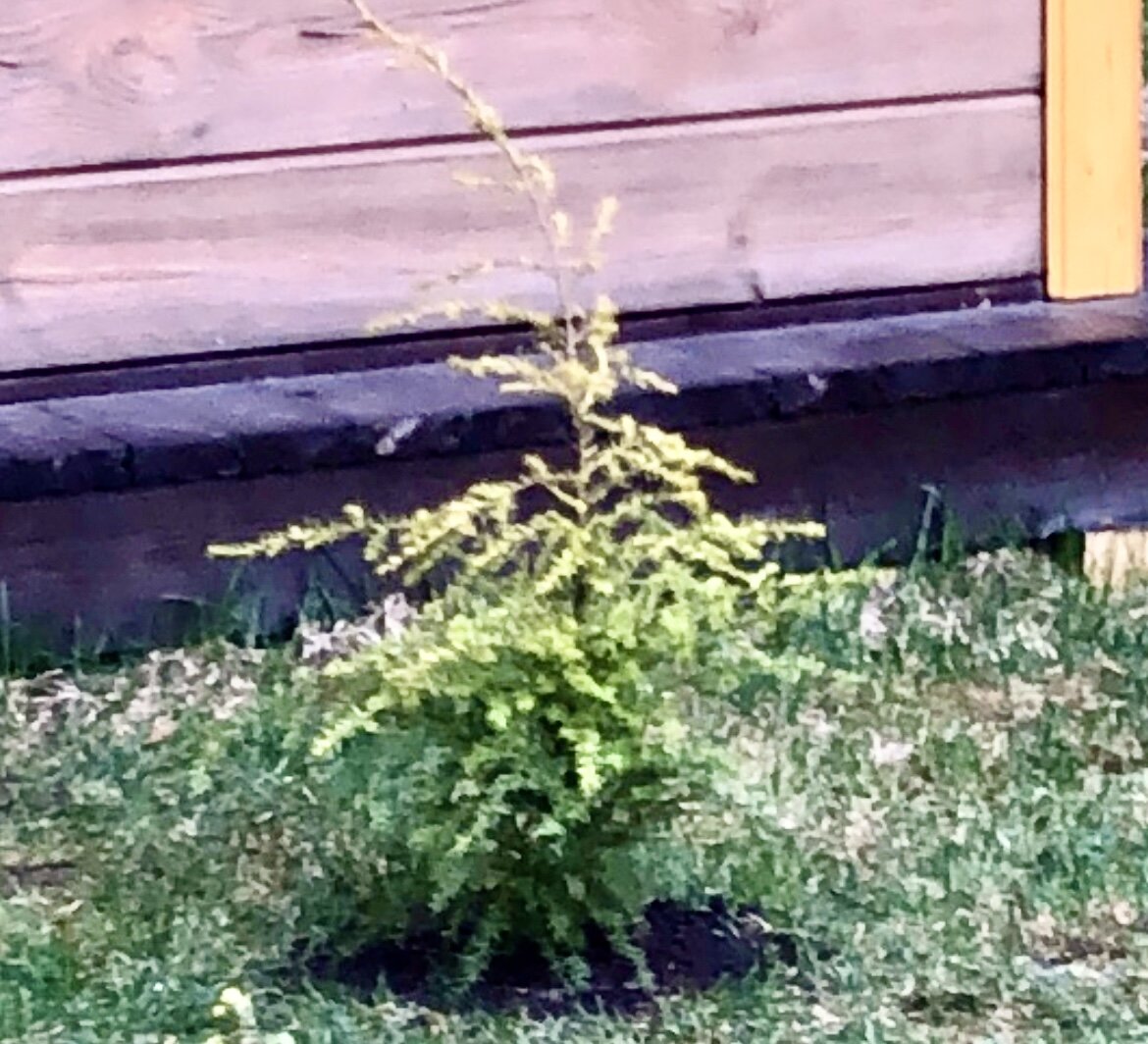 Тсуга канадская в моем саду.