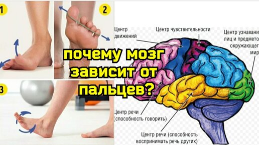 Мозг деградирует из-за слабости стоп. Помогут методы активации моторной коры мозга и упражнения для пальцев ног