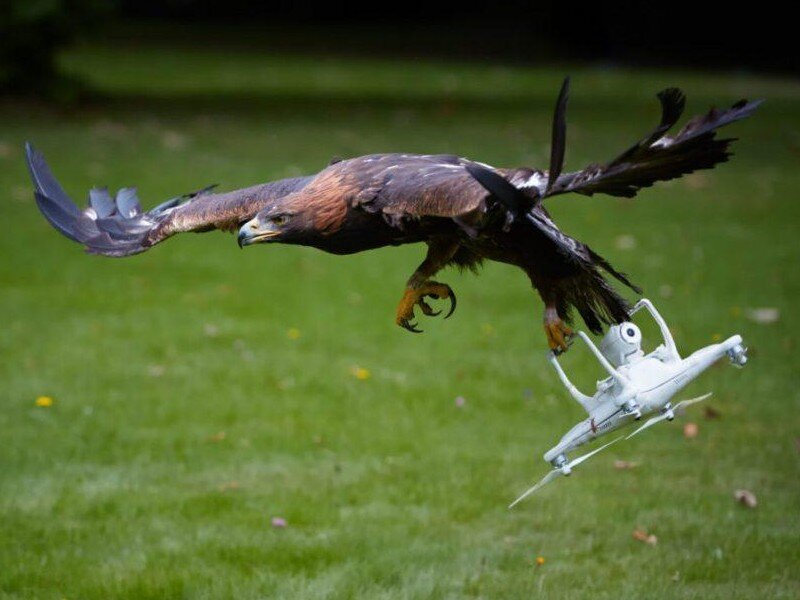    Исследователи предложили делать дроны из чучел животных [ВИДЕО]