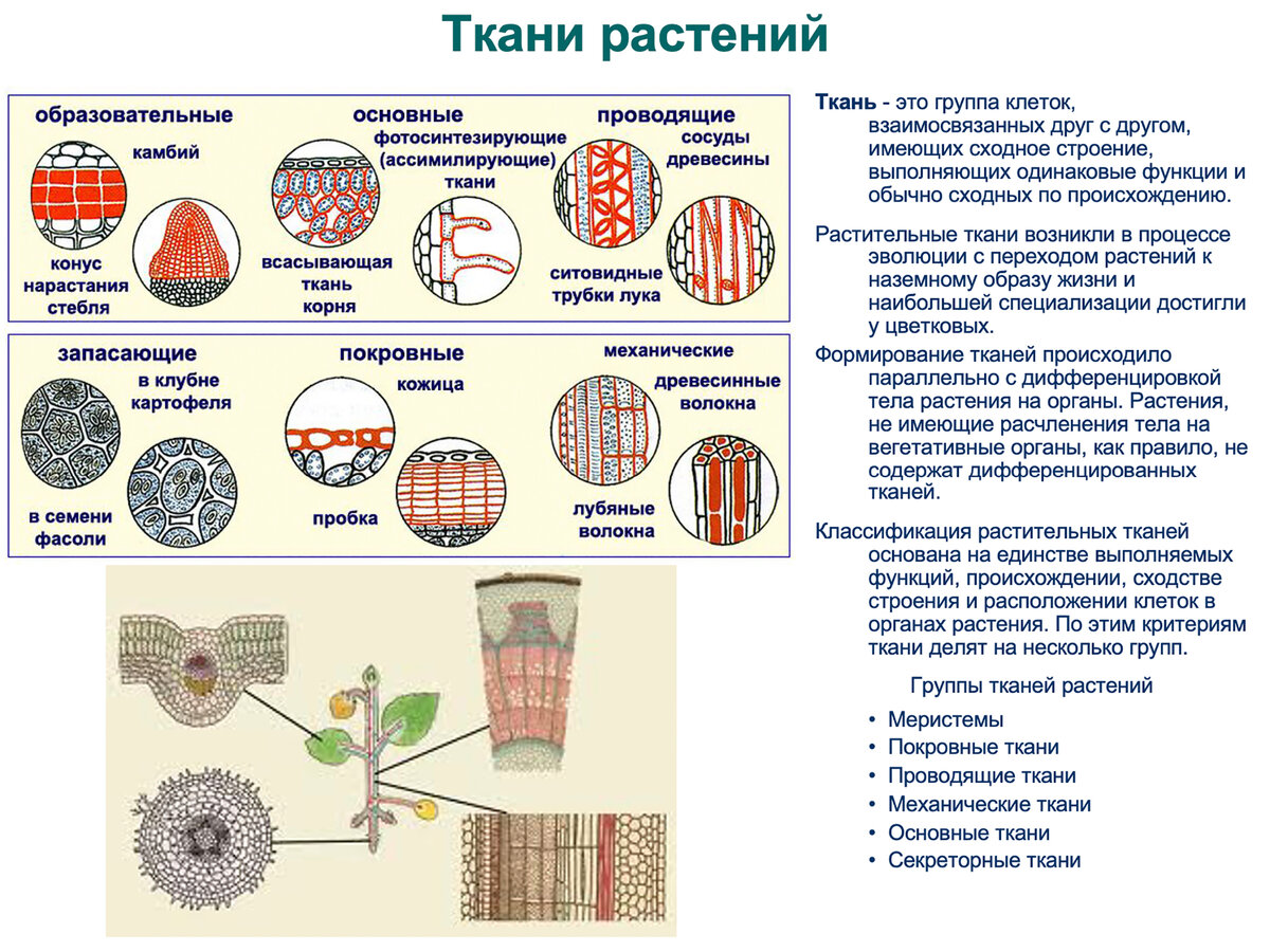 Растительные ткани входят в состав