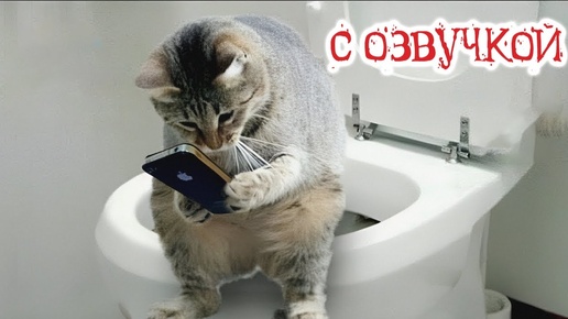 Приколы с котами! С ОЗВУЧКОЙ - СМЕШНЫЕ КОТЫ - СМЕШНЫЕ ЖИВОТНЫЕ - 1 час смеха!