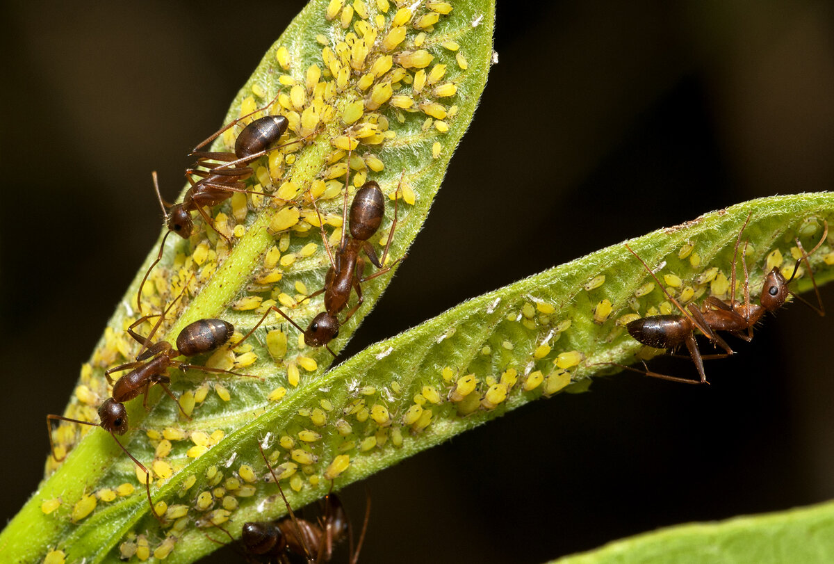 Муравьи разносят тлю по деревьям и кустарникам. Фото: https://hive.natureinfocus.in/photo_sharing/ants-and-aphids/