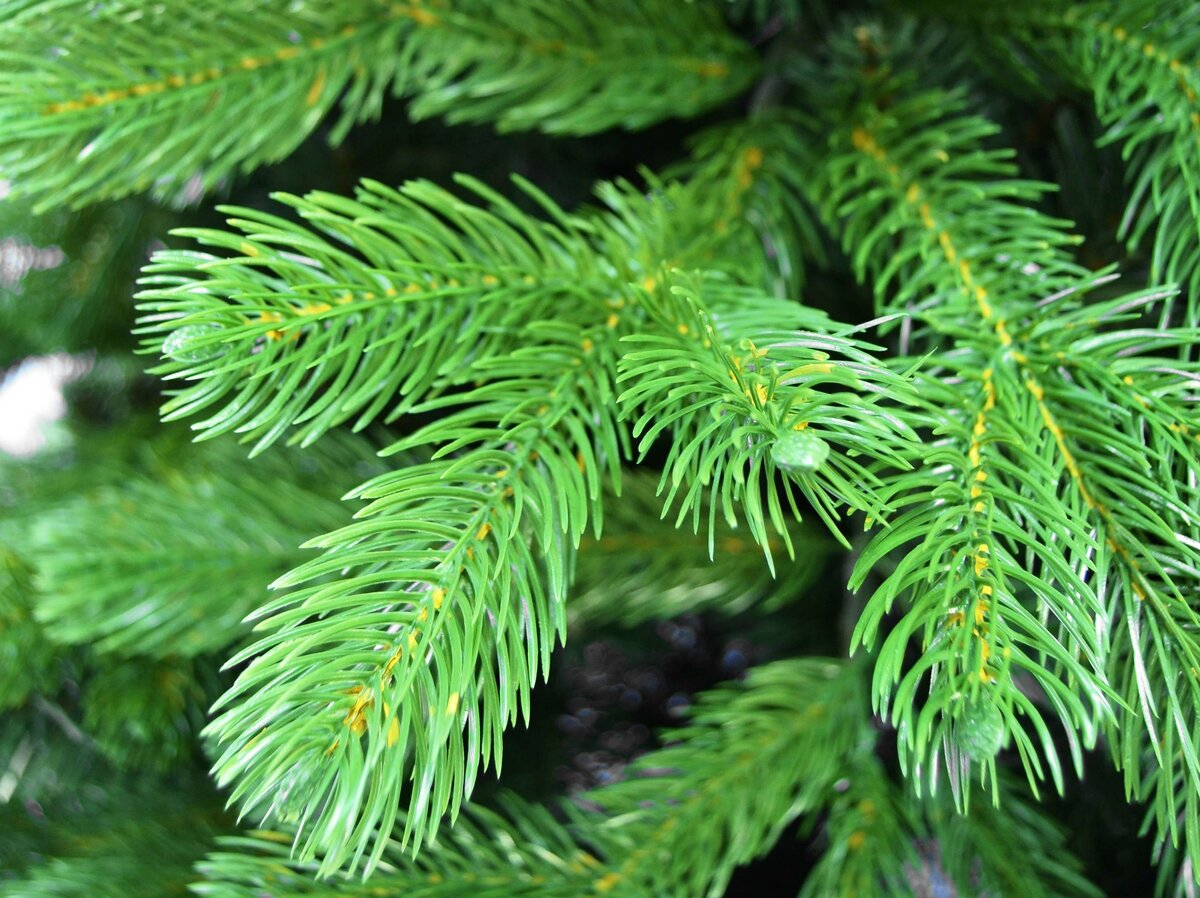 царь елка северное сияние