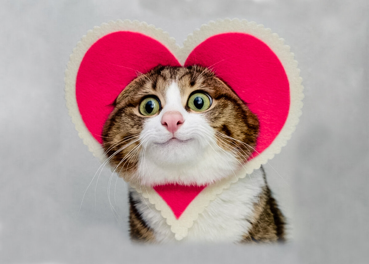 фото взято из свободных интернет-источников