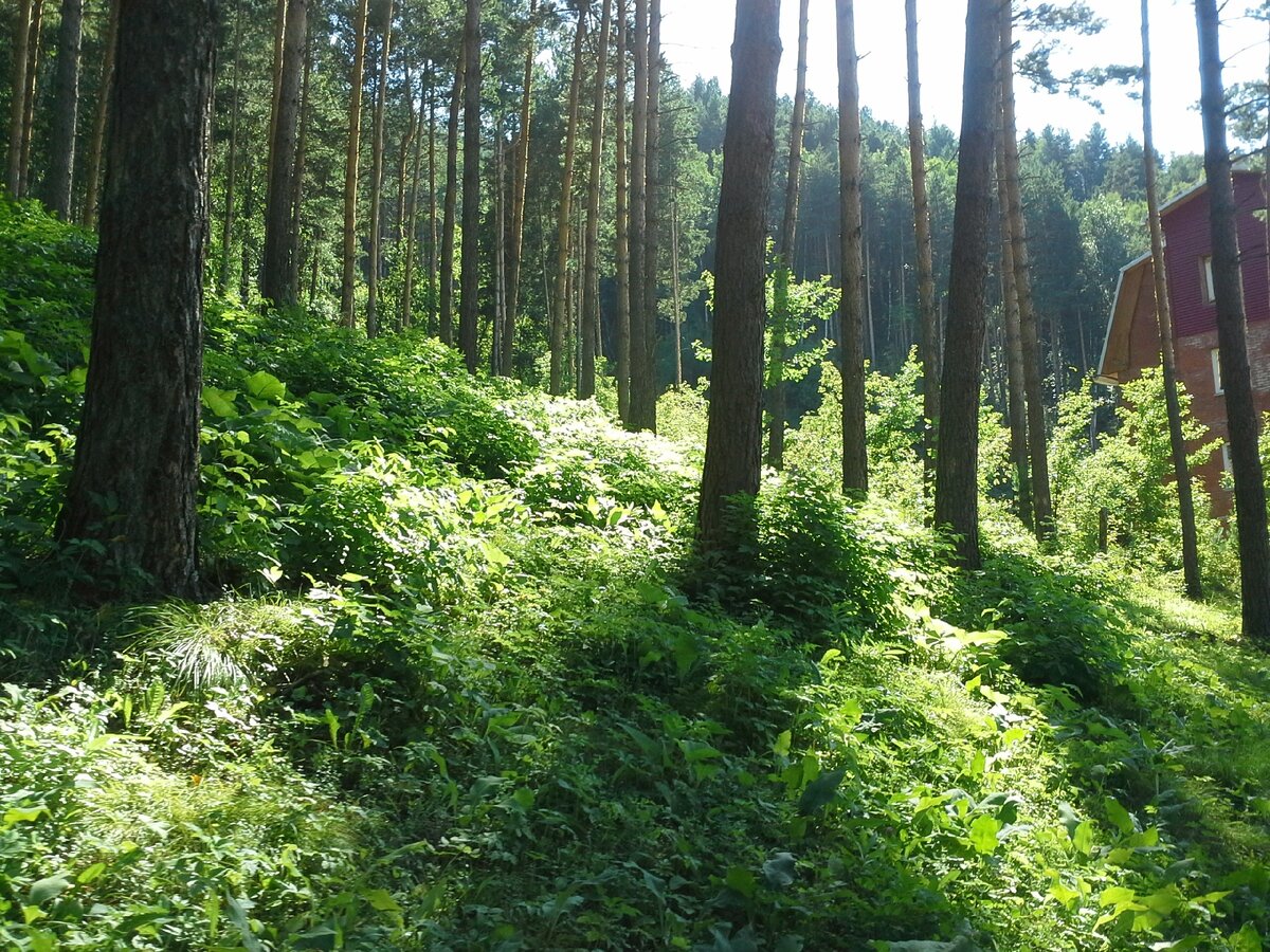 Наш великолепный сосновый бор.