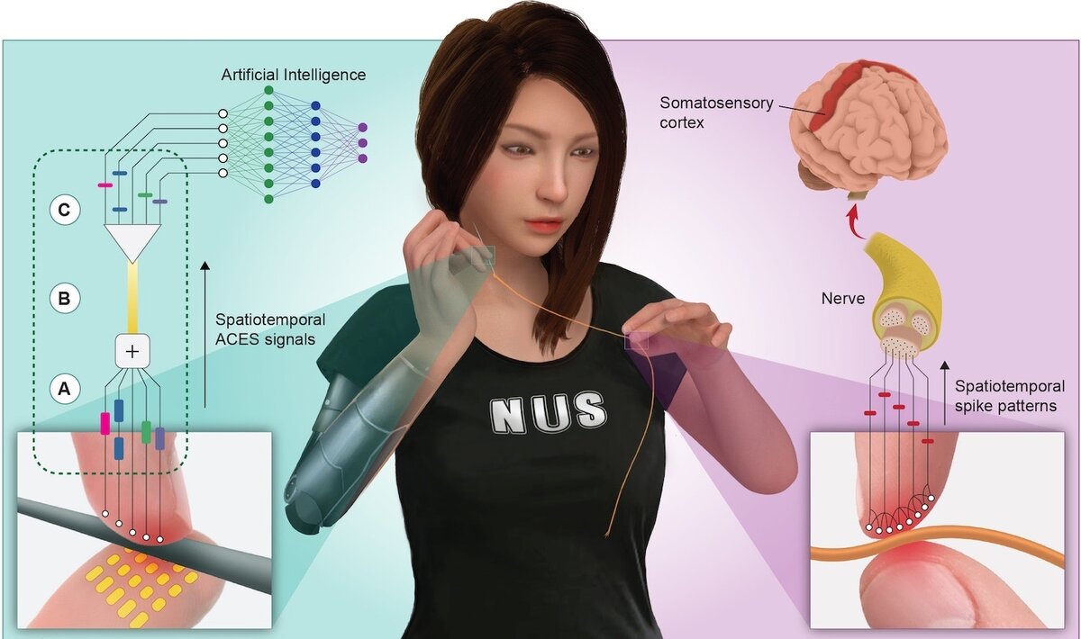 Фото: LEE ET AL., SCI ROBOT. 4, EAAX2198 (2019). Описание ниже.