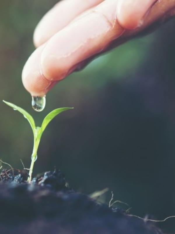 ttps://image.freepik.com/free-photo/seedling-new-baby-forest-spring_1150-1726.jpg