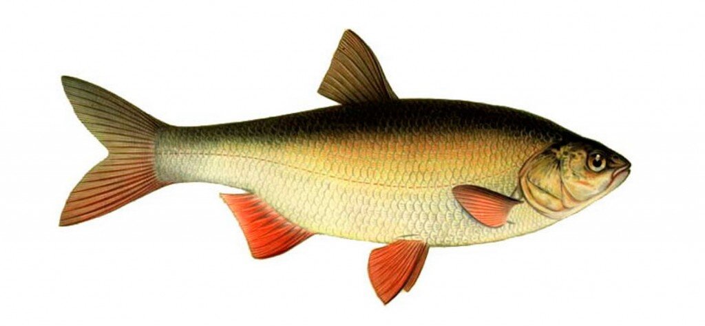 Рисунов взят с www.34fish.ru