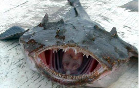 Американский морской чёрт