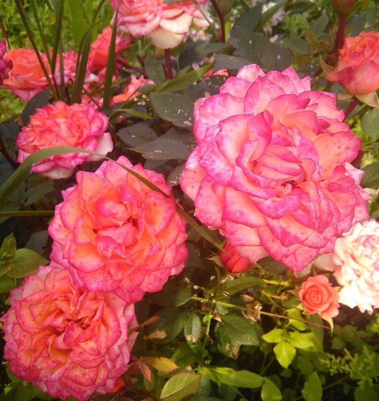 Фото: Галина Кабакова: роза "Комнатная", подарена на 8 марта