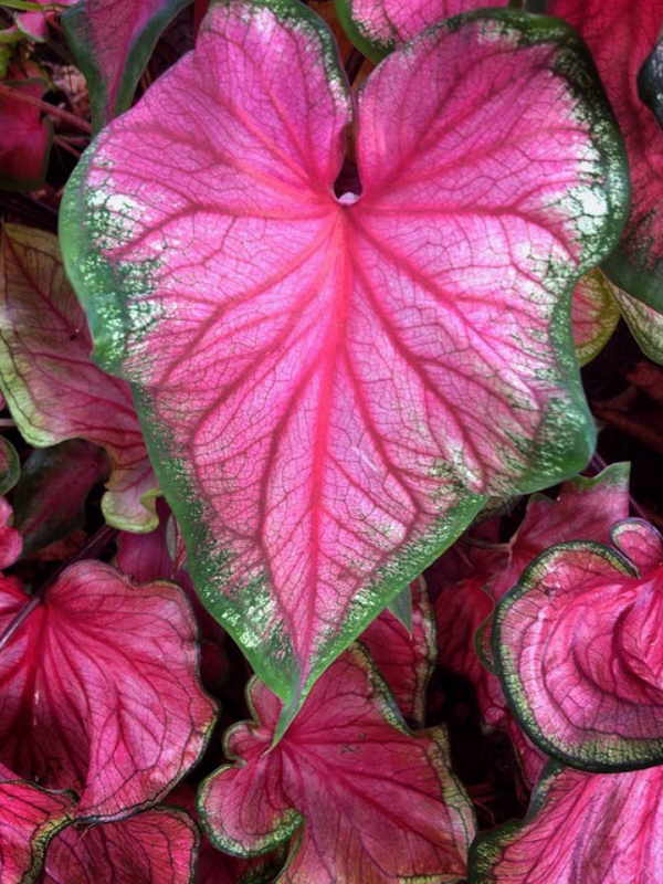 https://pixabay.com/photos/leaf-plant-color-pink-green-4491639/