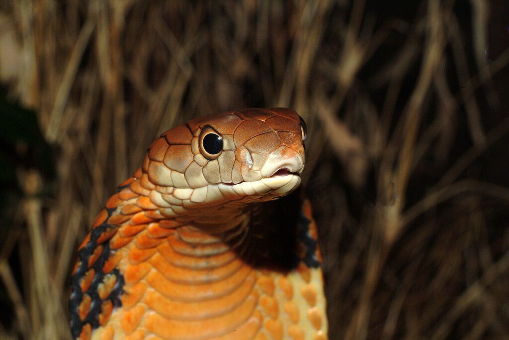 Королевская кобра