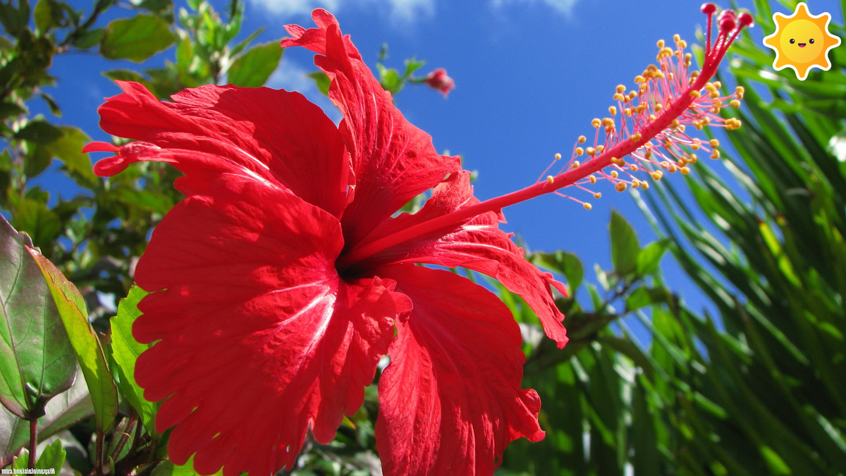 Китайские гибискусы.