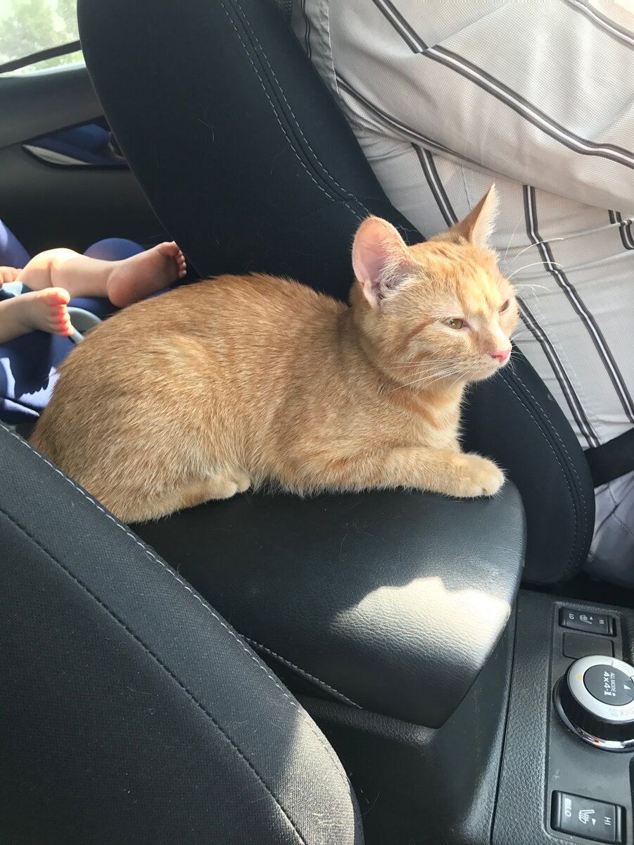 Габриэль - путешественница