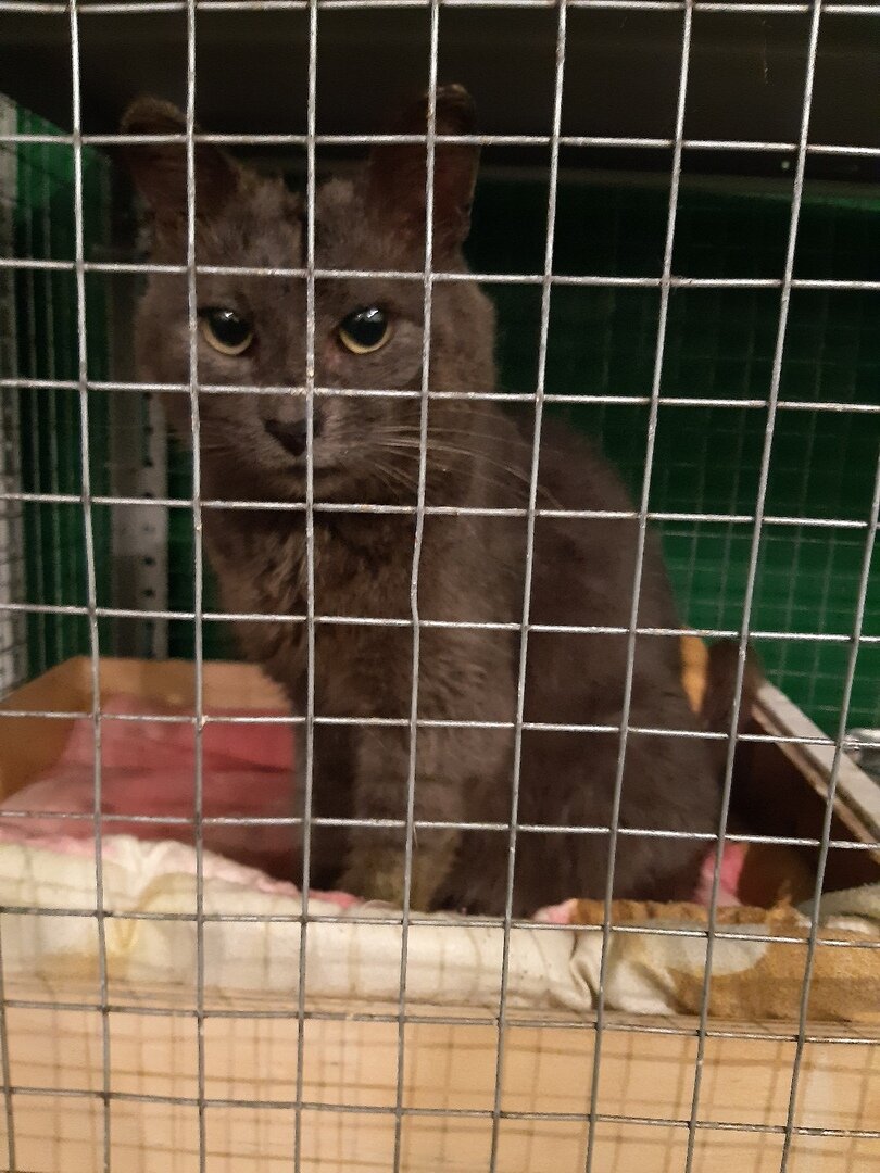 Я Кисуля (кто меня так назвал вообще?) Вытащите меня отсюда!