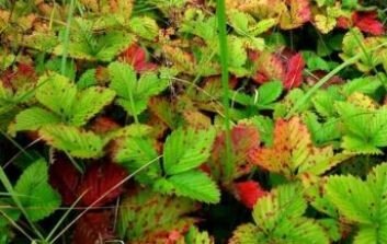 Почему краснеют листья у клубники