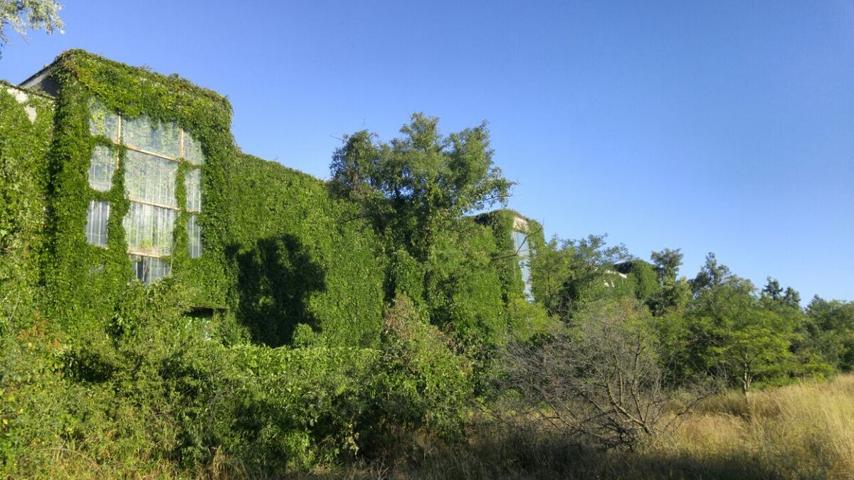 тыльный фасад здания порос плющом. 