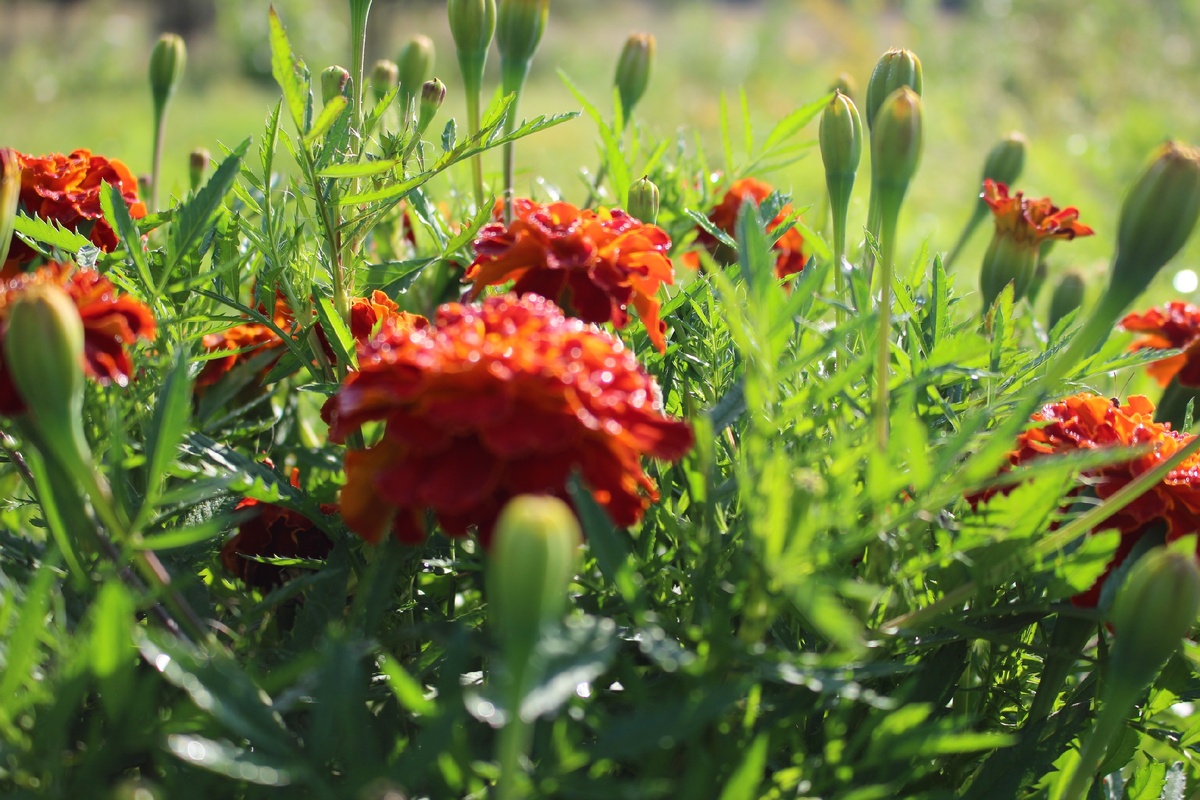 они такие красивые