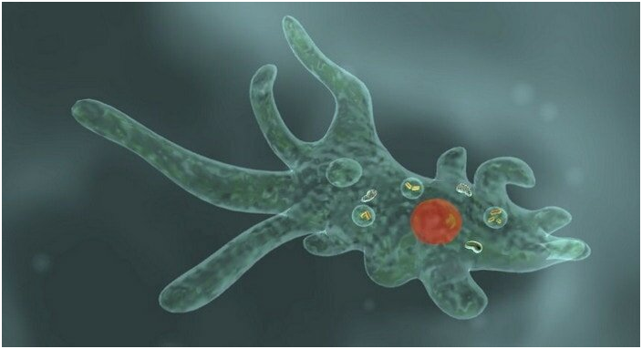 Фото с сайта: animals-world.ru. Амёба обыкновенная на охоте.