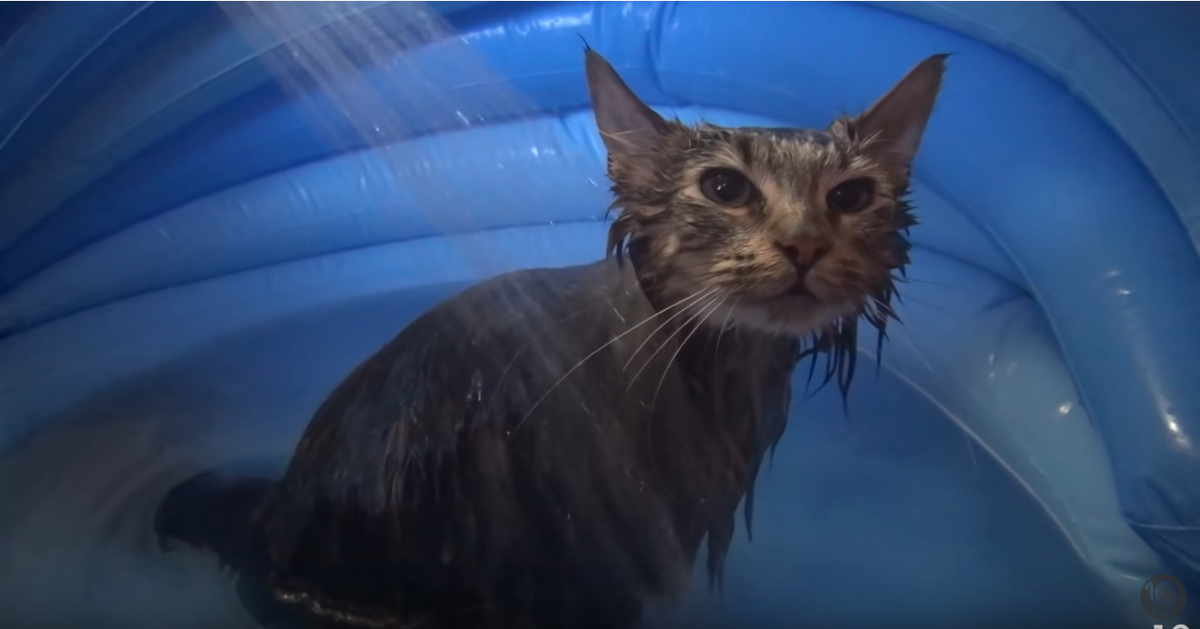 Источник: Youtube-канал "10 Cats.ᐩ"