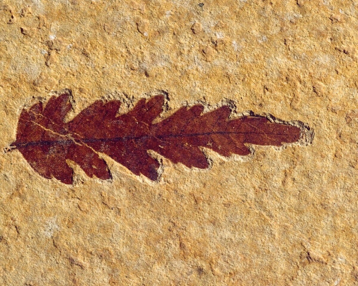 pxhere.com/ru/photo/1381896