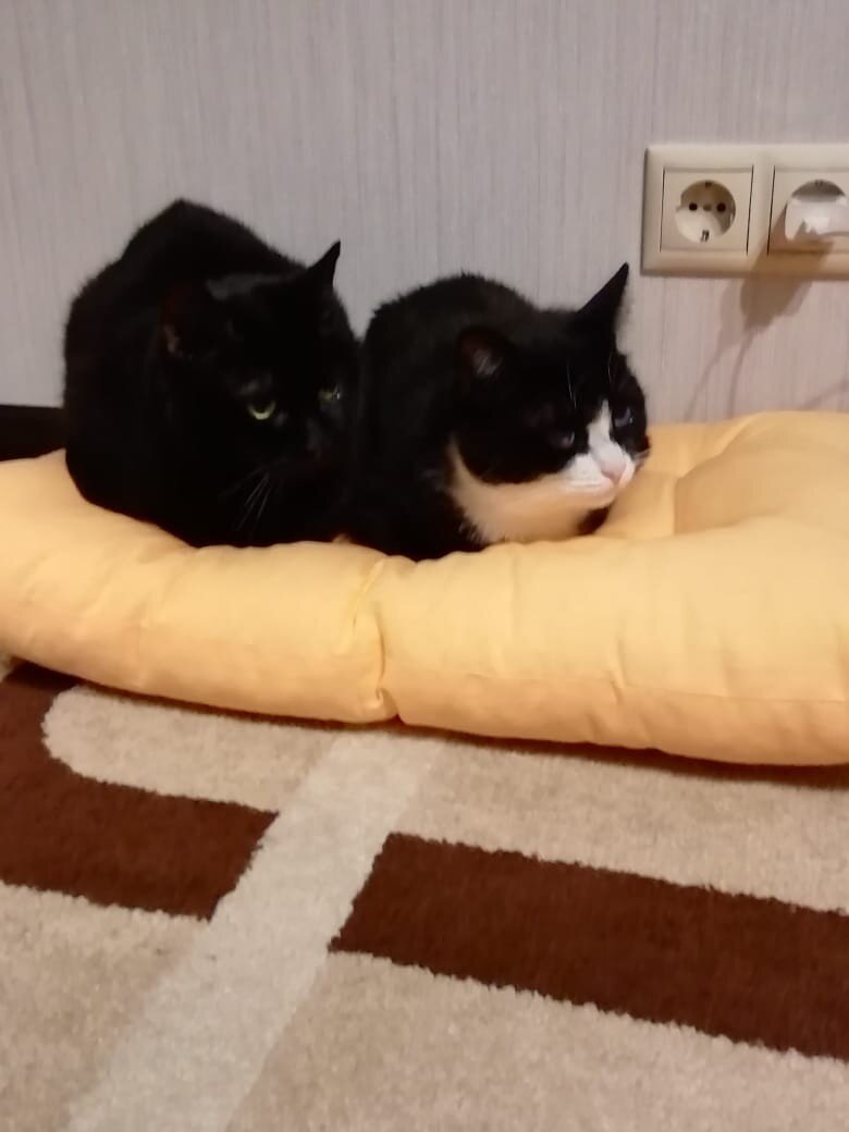 кошки Кика и Брусника. Привет из дома