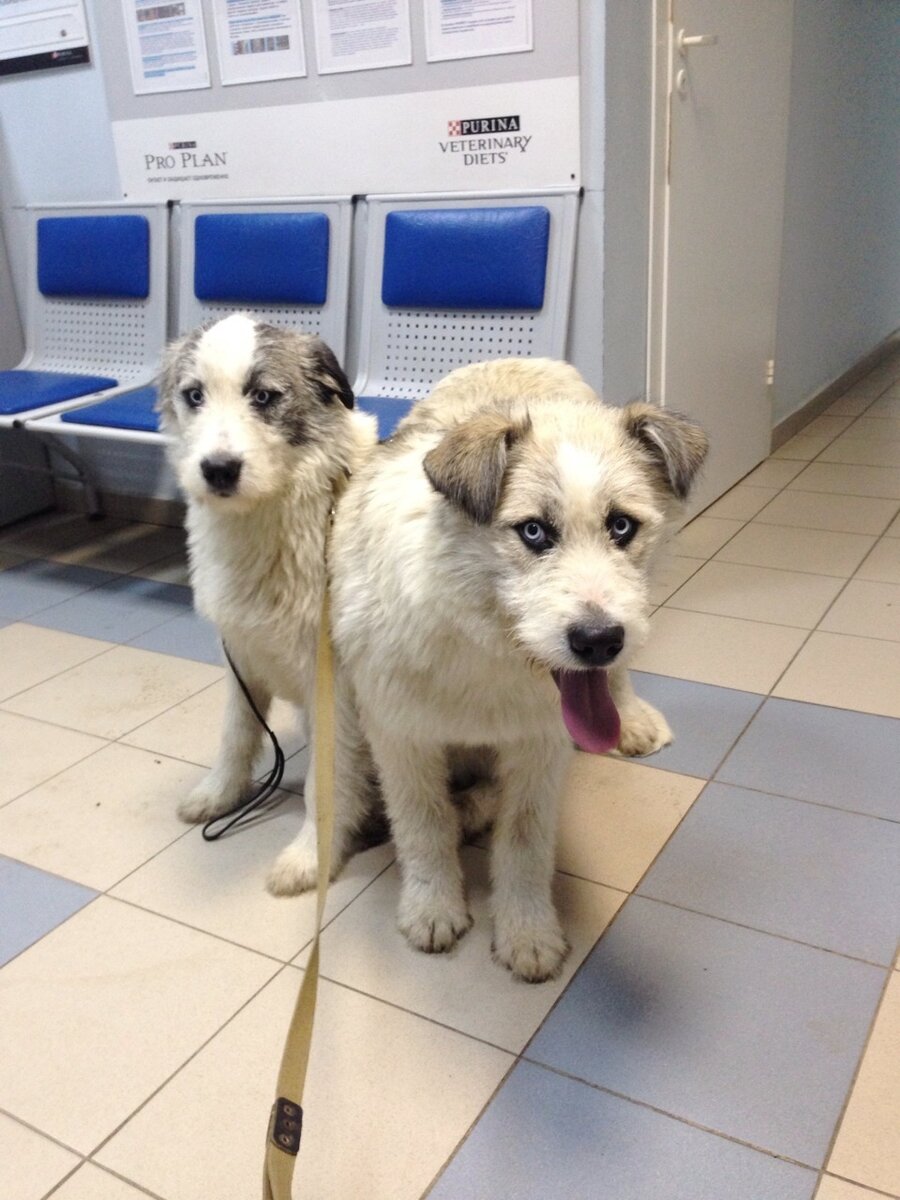 Собакт Джон Сноу и Фил привет из дома. Банда Дворян