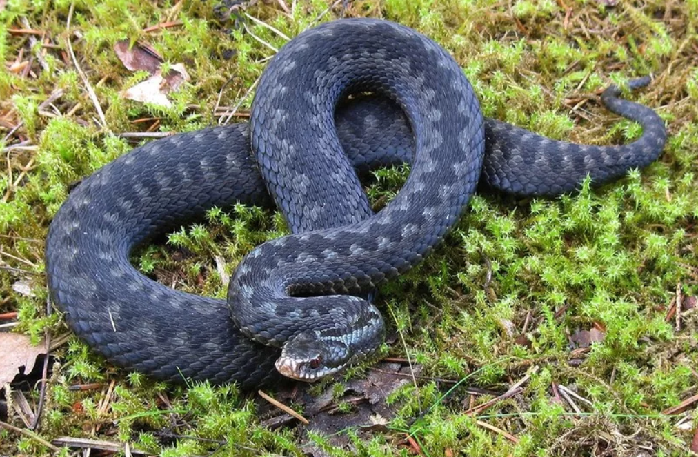 обыкновенная гадюка (фото travelask.ru/blog/posts/12830-ih-nuzhno-znat-v-litso-samye-opasnye-zmei-rossii)