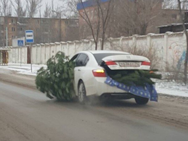 Не стоит так везти елку...