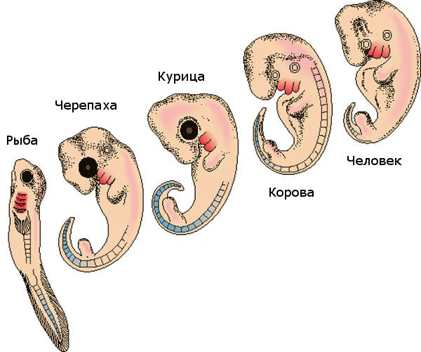 На какой неделе бьется сердце у зародыша