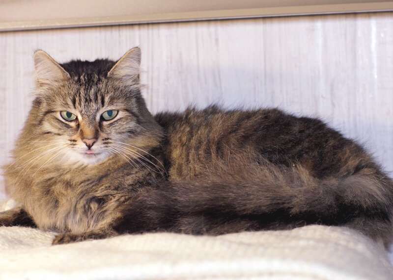 Сейчас она живет в прриюте