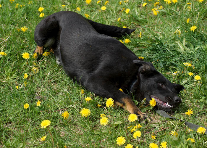 Ласковый и добрый