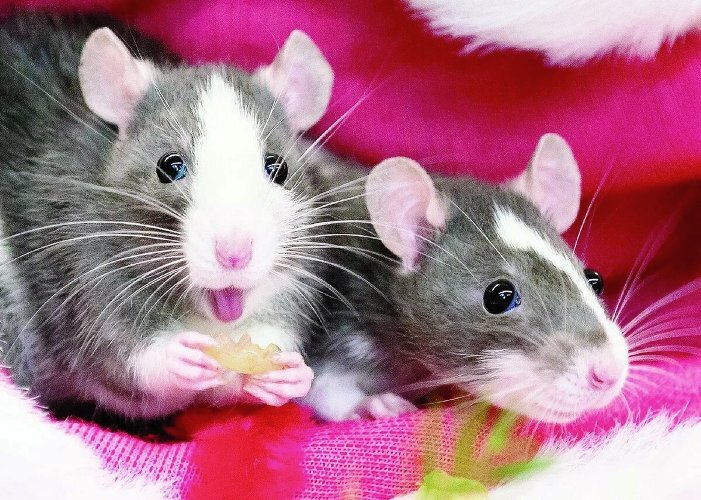 Какие изменения несет год Белой Крысы в жизнь Близнецов