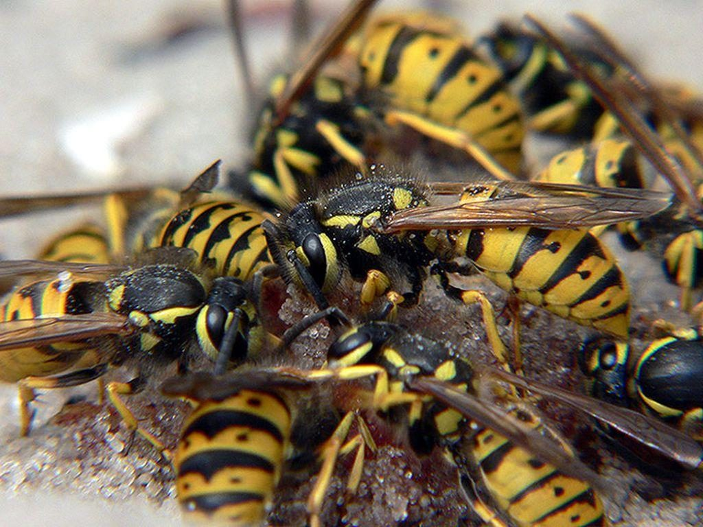 Оса картинка. Земляной Шершень. Шершень и Земляная Оса. Wasp Шершень. Осы Рой.