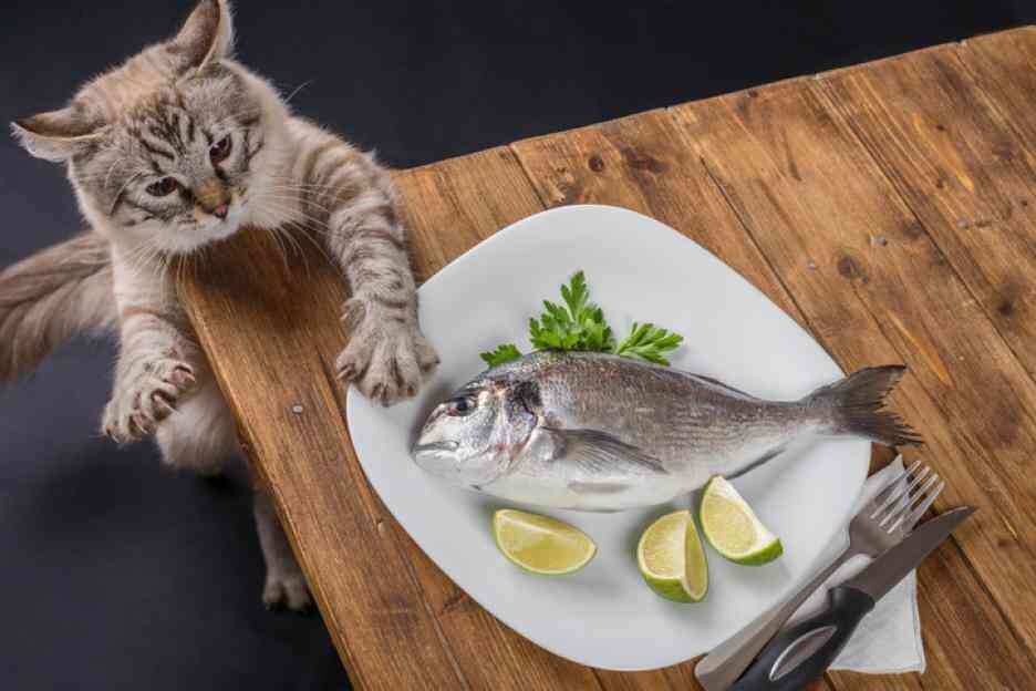 Котику простительно. У него инстинкт.