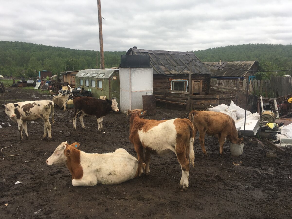 Хозяйство Вовы