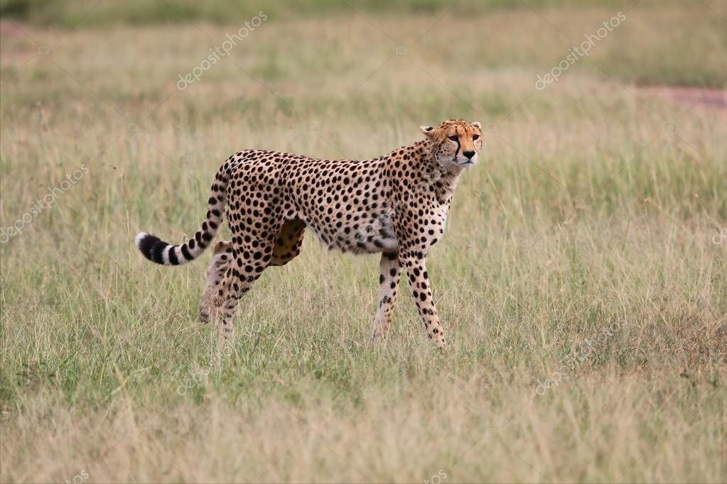 Ученые выяснили, что гепардам удается достичь высокой скорости в 65 миль (около 110 км) в час.

Научные доклады, передает  Daily Mail .

Выводы. Исследовательские группы по влиянию анатомии гепарда были сделаны после использования рентгеновской КТ-технологии.

Некоторые из исследованных хищников были живы на Земле 2,6 млн. Лет назад и 126 тыс. лет назад.

Ученые использовали сканирование головного мозга для создания трехмерных виртуальных представлений форм внутреннего уха. Они обнаруживают, что сегодня у живых гепардов есть живые существа.

Автор исследования Джон Флинн сказал: «Аноматия внутреннего уха показывает повышенную чувствительность и более быструю поддержку движению головы, объяснение необычной способности гепарида поддерживать визуальную устойчивость и держать пристальный взгляд на жертву даже во время невероятно высокоскоростной охоты».

Другой автор исследования по имени Камил Грох прокомментировал выводы исследования так: «Если вы видите, как гепард бежит в замедленном темпе, вы видите невероятные подвиги: ноги, спина, все мышцы движутся с большей скоординированной силой. Но его голова почти не двигается. Обеспечивает ухо Внутреннее гепарду Возможность поддерживать визуальную стабильность во время бега и захвата добычи со скоростью до 65 миль в час. Никто не исследовал роль внутреннего уха в скорости бега гепарда ». 