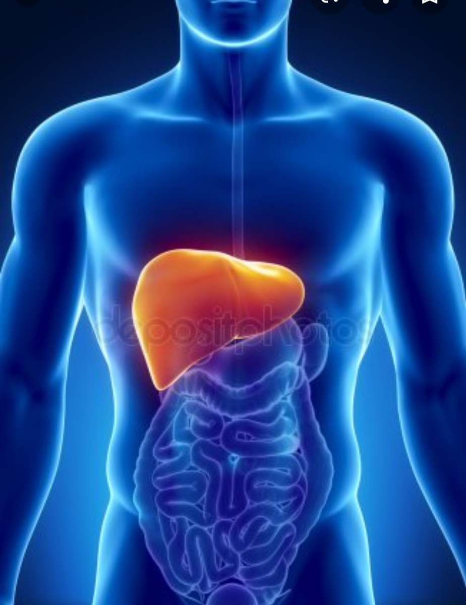 Здоровая печень 