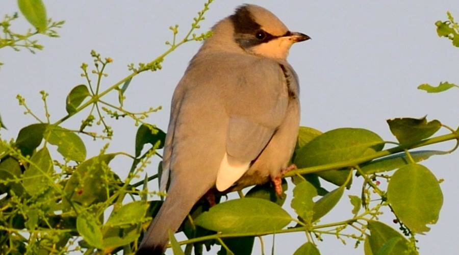 Свиристель