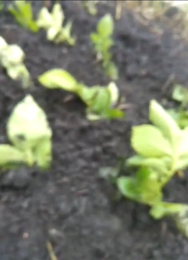 Черенки в грядке