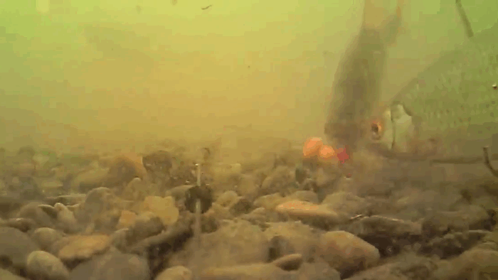 Наглая плотва