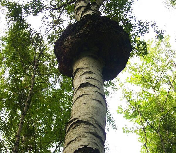 Яндекс галерея