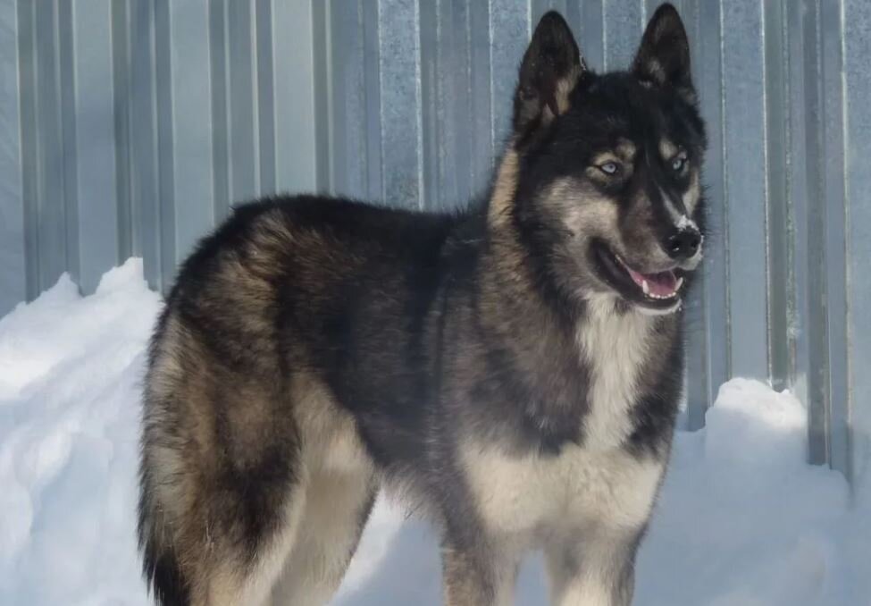 Фотография взята с сайта kotsobaka.com