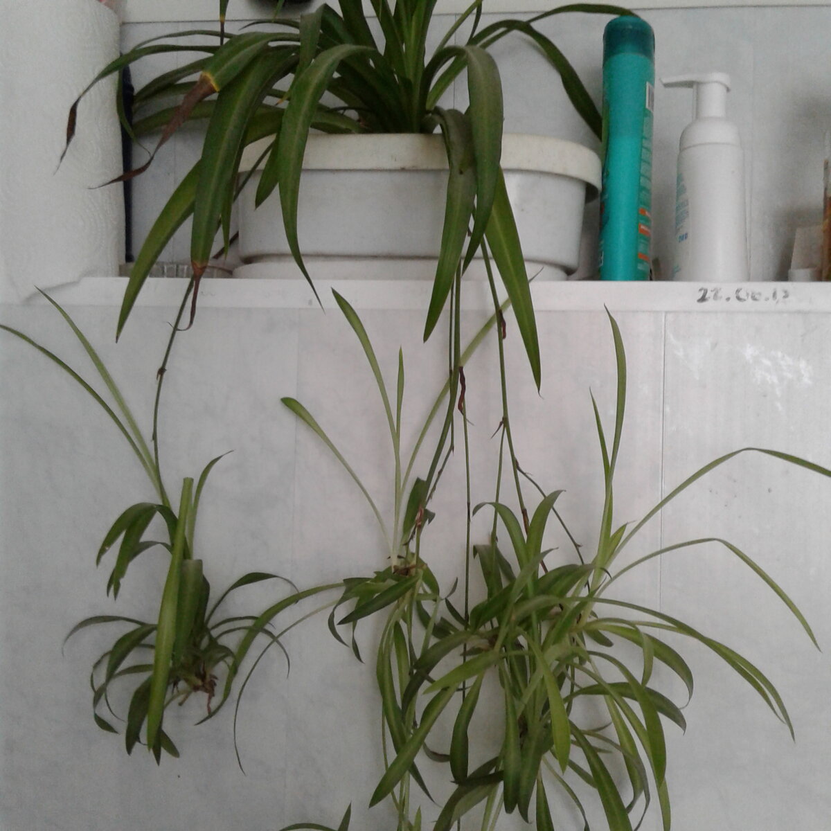 Хлорофитум Капский Chlorophytum