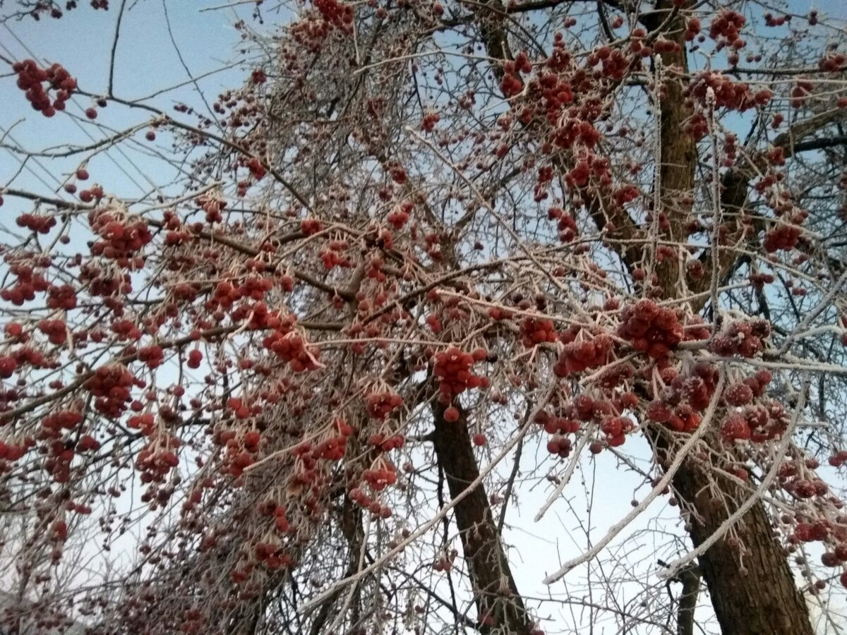 антонов день