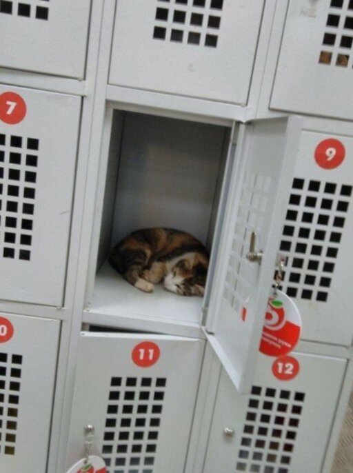 Фото с сайта "Воффка" - открытого бесплатного источника в Интернете.