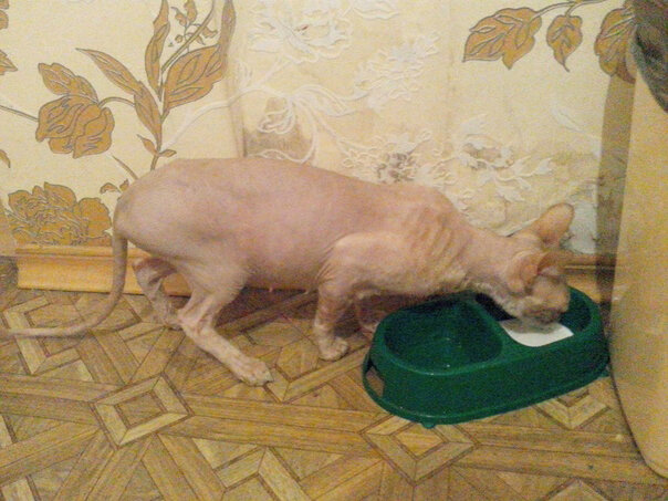 После "заводчиков"