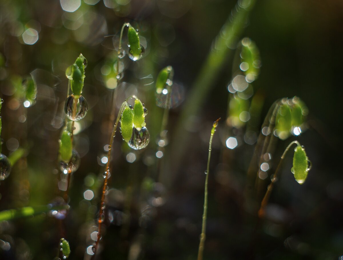 Кукушкин лён (Из серии "Рождение весны", апрель 2018 год)